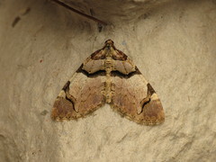 Anticlea derivata