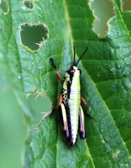 Micropodisma salamandra