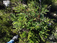 Mountain Cedar Wattle (Acacia elata)