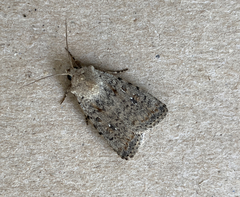 Caradrina clavipalpis