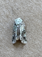 Lacinipolia laudabilis