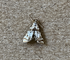 Petrophila fulicalis