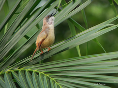 Prinia erythroptera