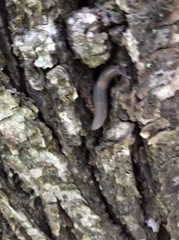 Limax cinereoniger