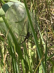 Pisaurina brevipes