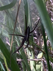 Pisaurina brevipes