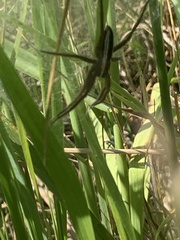 Pisaurina brevipes