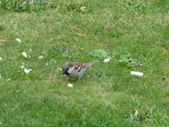 Passer domesticus