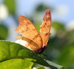 Polyura zoolina