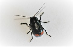 Cryptocephalus biguttatus