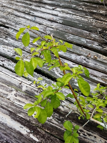 Pisonia aculeata image