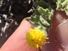 Acamptopappus sphaerocephalus