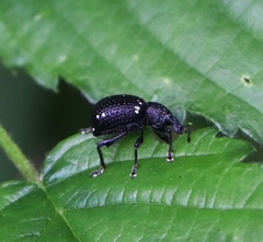 Otiorhynchus gemmatus