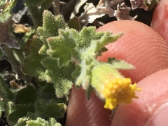 Acamptopappus sphaerocephalus