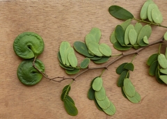 Machaerium lunatum