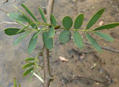Machaerium lunatum