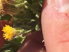 Acamptopappus sphaerocephalus