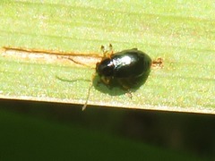 Aphthona nonstriata
