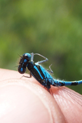 Coenagrion scitulum