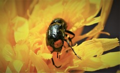 Cryptocephalus biguttatus