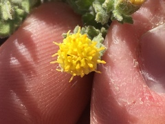 Acamptopappus sphaerocephalus