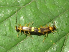 Malthinus flaveolus