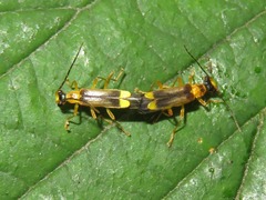 Malthinus flaveolus