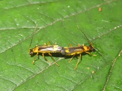 Malthinus flaveolus