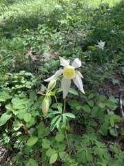 Aquilegia coerulea