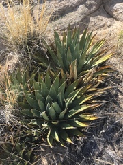 Agave utahensis