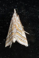 Leptosteges parthenialis