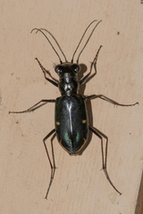 Eunota severa