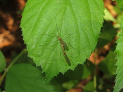 Neolimonia dumetorum