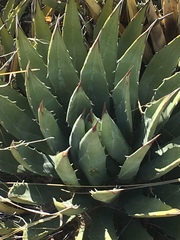Agave utahensis