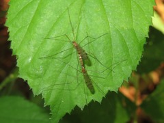 Neolimonia dumetorum