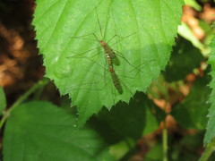 Neolimonia dumetorum