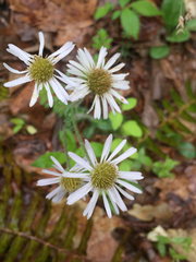 Erigeron pulchellus