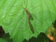 Neolimonia dumetorum