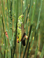 Chorthippus binotatus