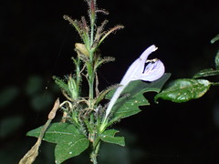 Isoglossa cooperi