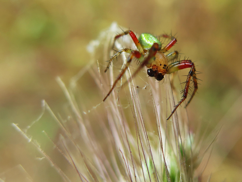 Cucumber Green Spider