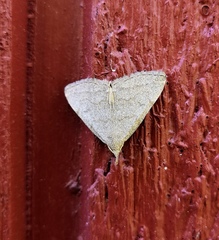 Pechipogo strigilata