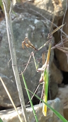 Empusa