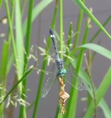 Micrathyria ocellata