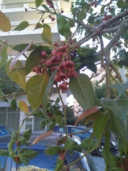 Brachychiton populneus