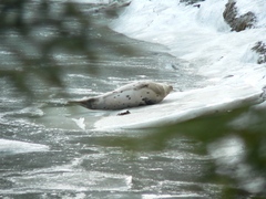 Pagophilus groenlandicus