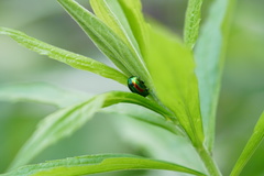 Chrysolina fastuosa