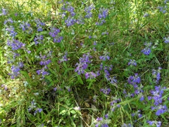 Collinsia concolor