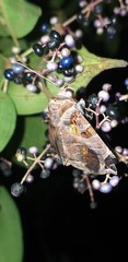 Calyptis