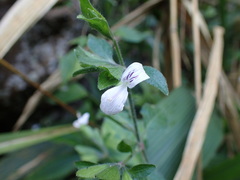 Hypoestes triflora